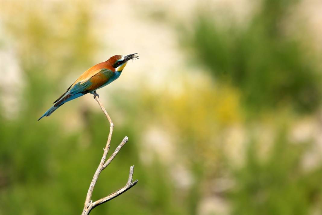 Yazın habercileri döndü! Konya semaları tuvale dönüştü 6